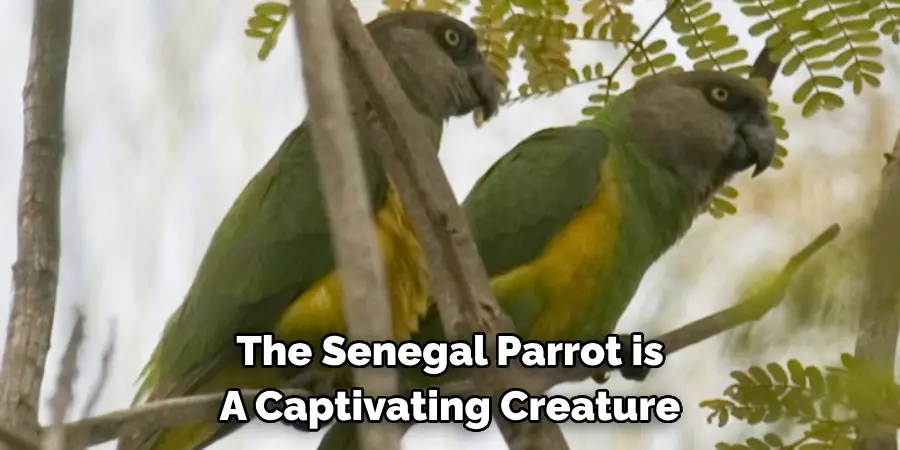 The Senegal Parrot is A Captivating Creature