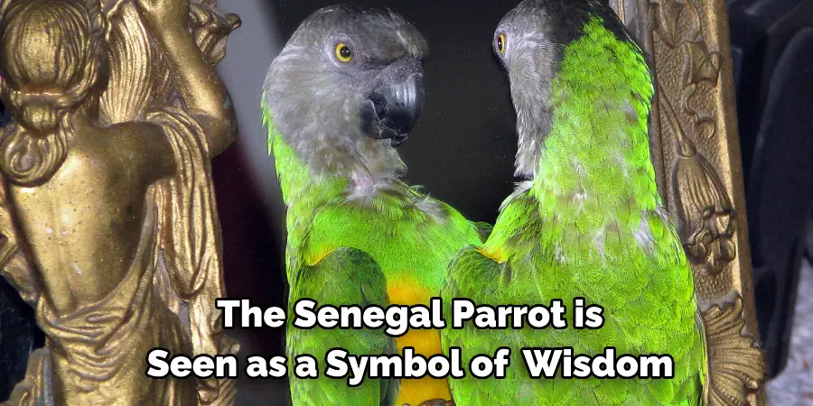 The Senegal Parrot is Seen as a Symbol of Wisdom