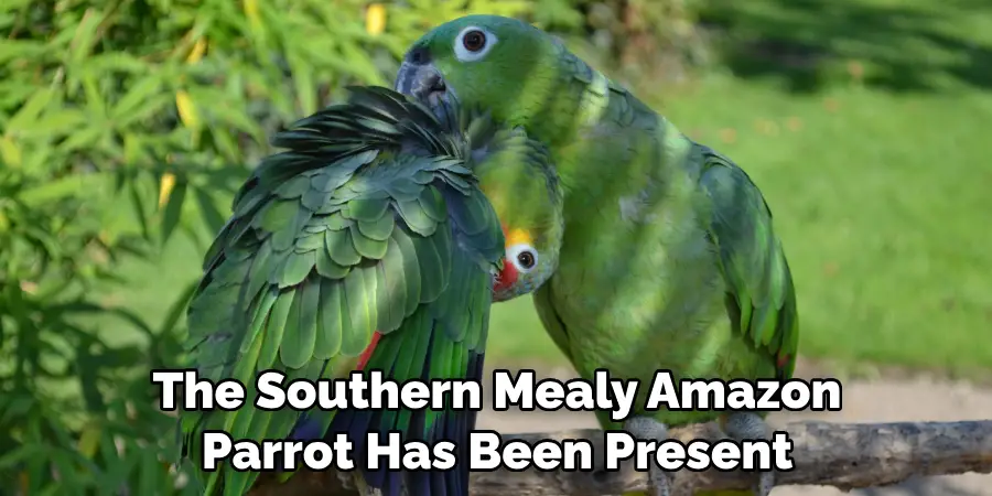 The Southern Mealy Amazon Parrot Has Been Present