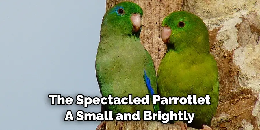 The Spectacled Parrotlet A Small and Brightly