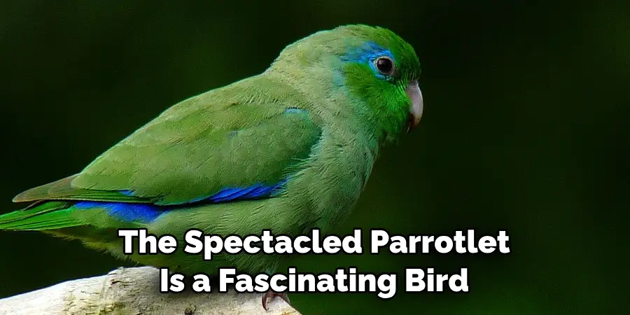 The Spectacled Parrotlet Is a Fascinating Bird