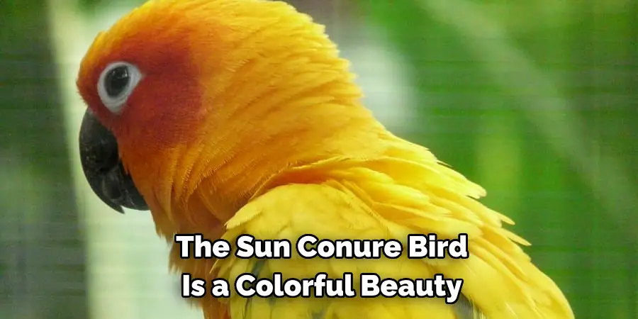 The Sun Conure Bird Is a Colorful Beauty