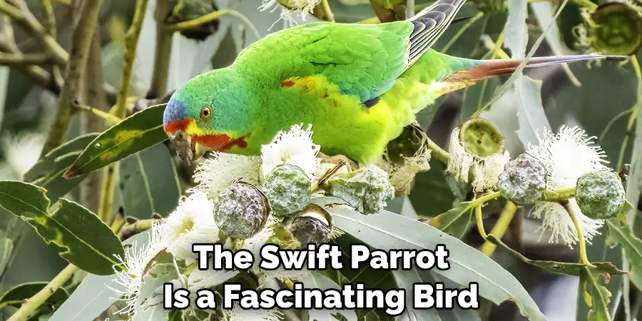 The Swift Parrot Is a Fascinating Bird