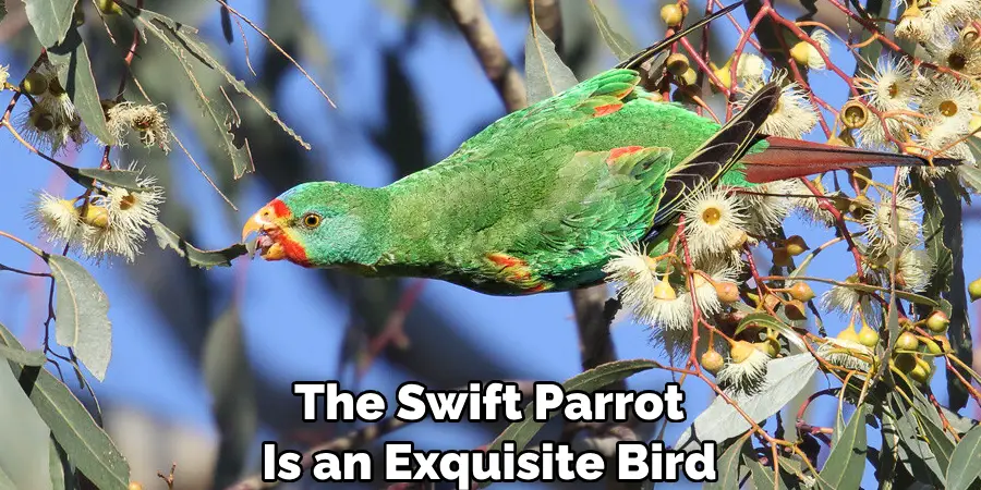 The Swift Parrot Is an Exquisite Bird