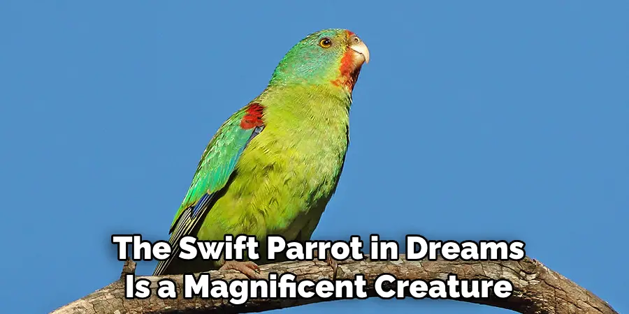 The Swift Parrot in Dreams Is a Magnificent Creature