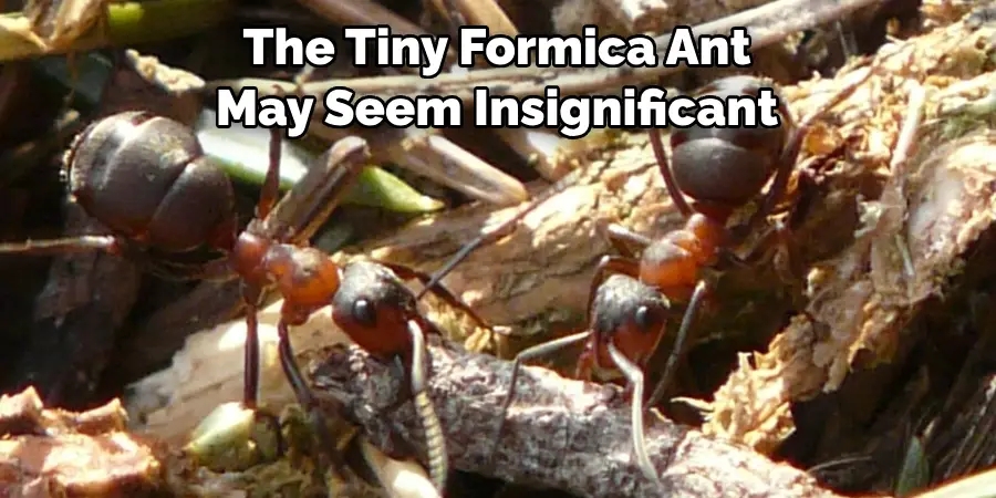 The Tiny Formica Ant May Seem Insignificant