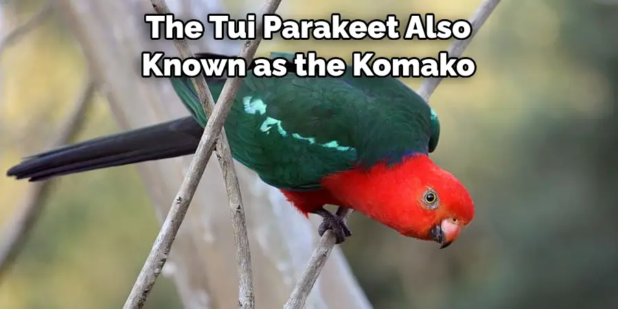 The Tui Parakeet Also Known as the Komako