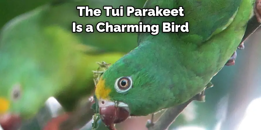 The Tui Parakeet Is a Charming Bird