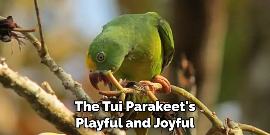The Tui Parakeet's Playful and Joyful