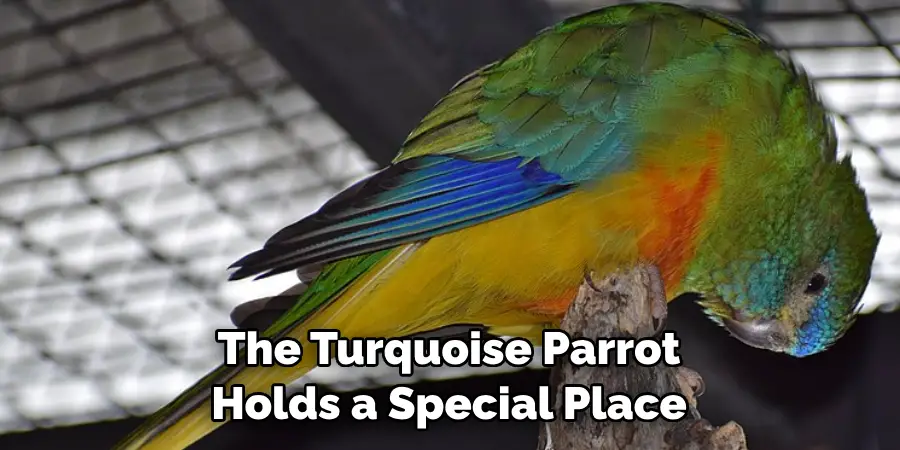 The Turquoise Parrot Holds a Special Place