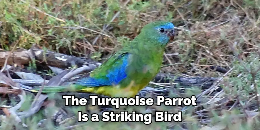 The Turquoise Parrot Is a Striking Bird