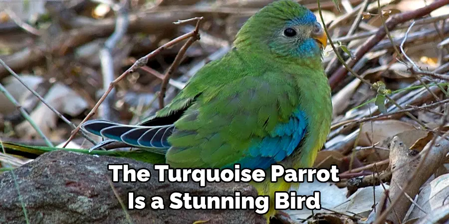 The Turquoise Parrot Is a Stunning Bird