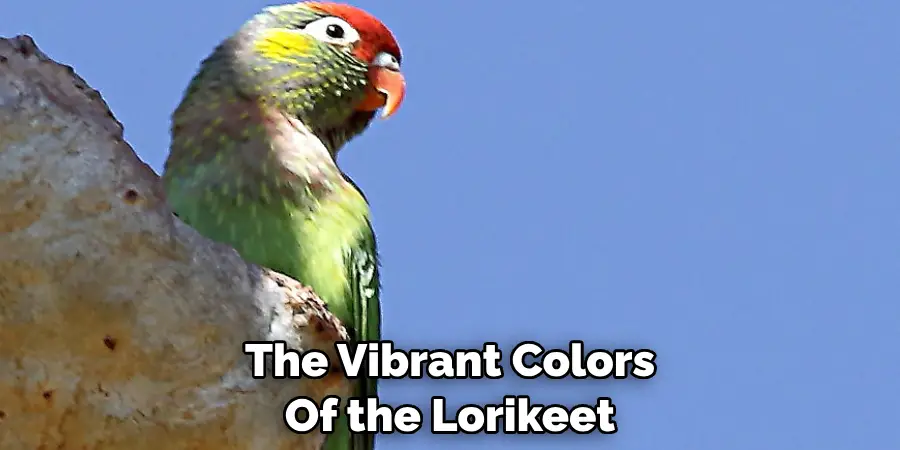 The Vibrant Colors Of the Lorikeet