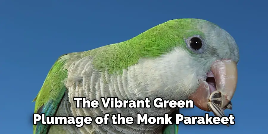 The Vibrant Green Plumage of the Monk Parakeet