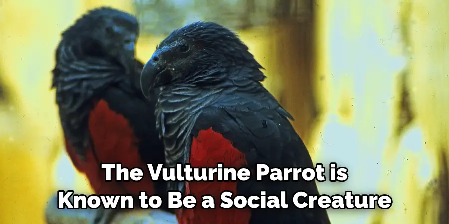 The Vulturine Parrot is Known to Be a Social Creature
