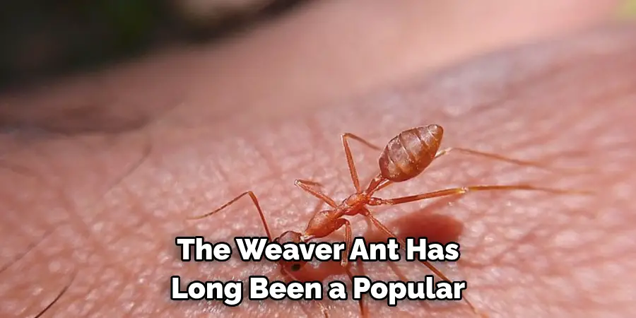 The Weaver Ant Has 
Long Been a Popular 
