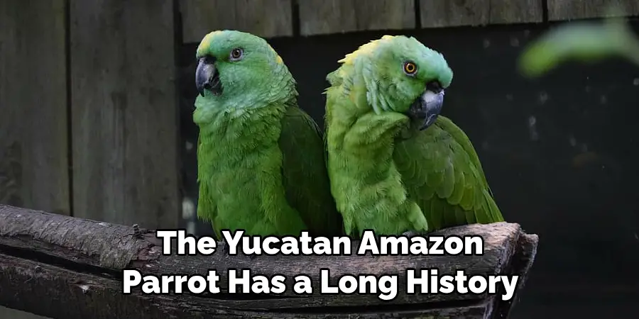 The Yucatan Amazon Parrot Has a Long History
