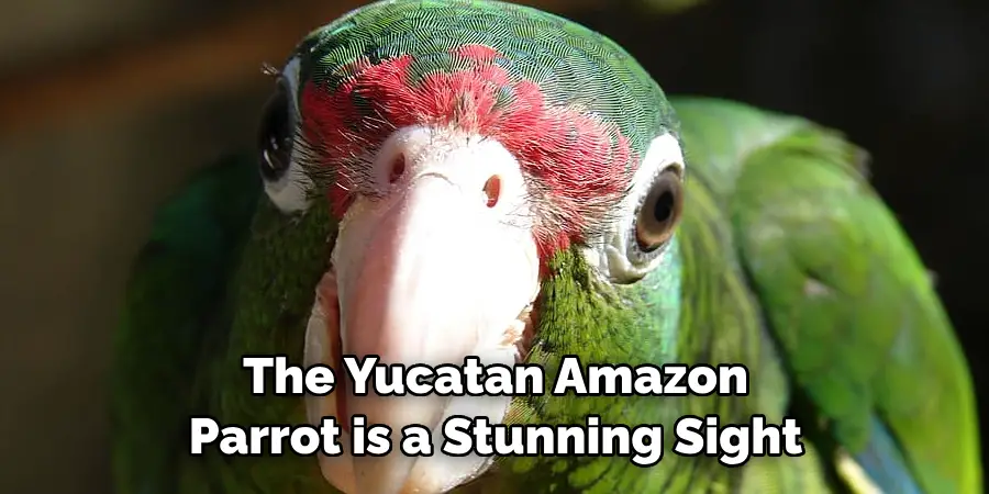 The Yucatan Amazon Parrot is a Stunning Sight