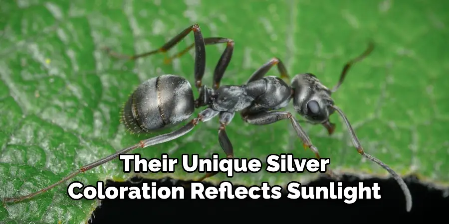 Their Unique Silver Coloration Reflects Sunlight