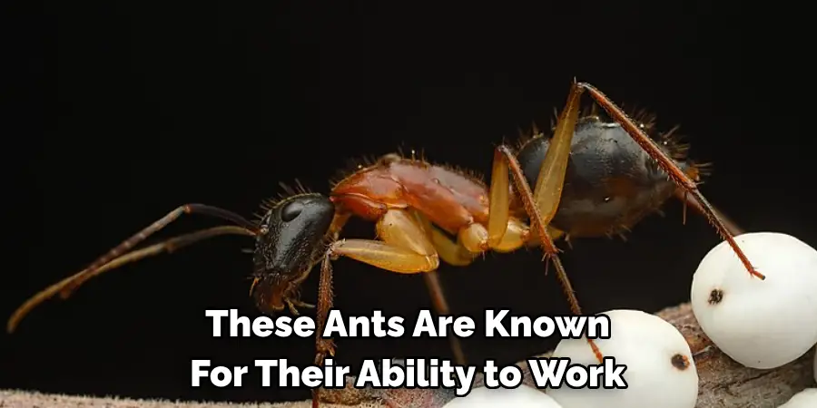 These Ants Are Known 
For Their Ability to Work