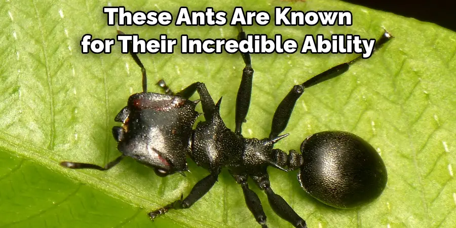 These Ants Are Known for Their Incredible Ability