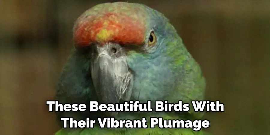 These Beautiful Birds With Their Vibrant Plumage
