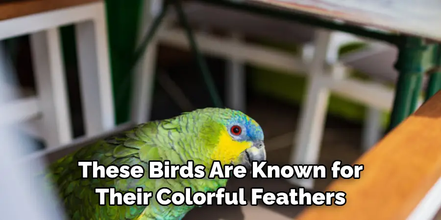 These Birds Are Known for Their Colorful Feathers