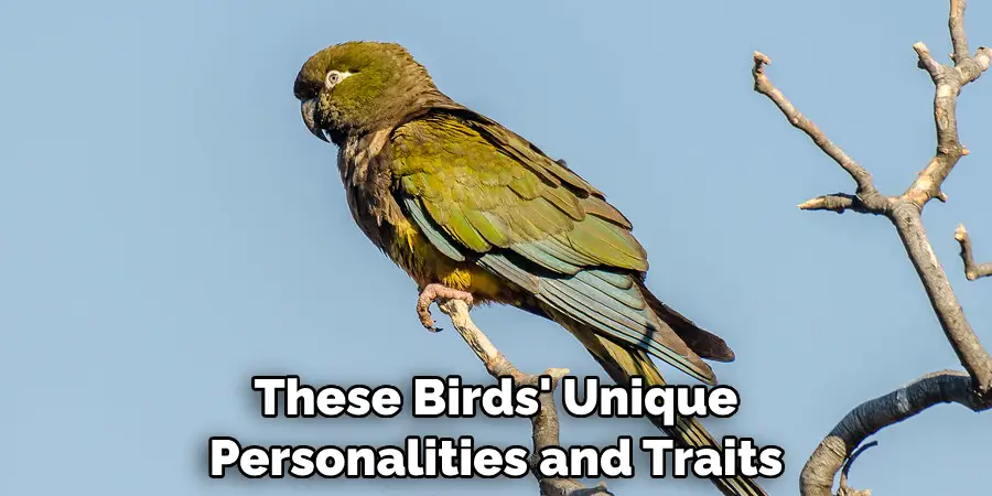 These Birds' Unique Personalities and Traits