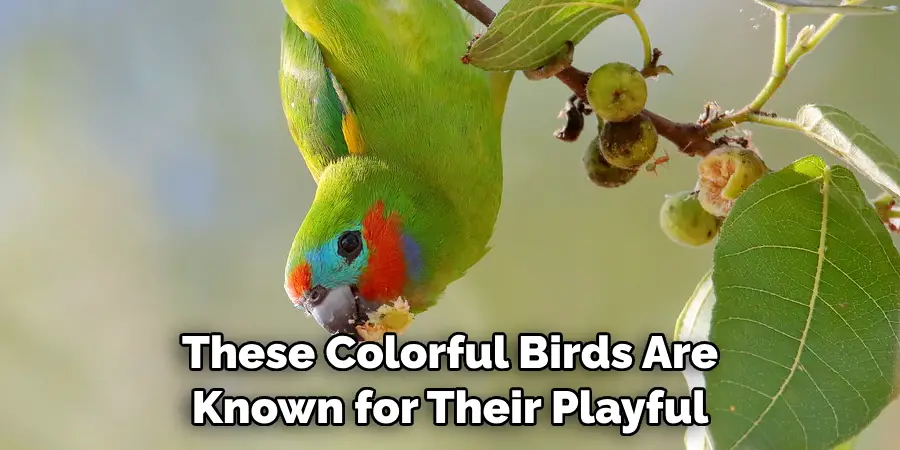 These Colorful Birds Are Known for Their Playful