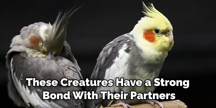 These Creatures Also Have a Strong Bond With Their Partners