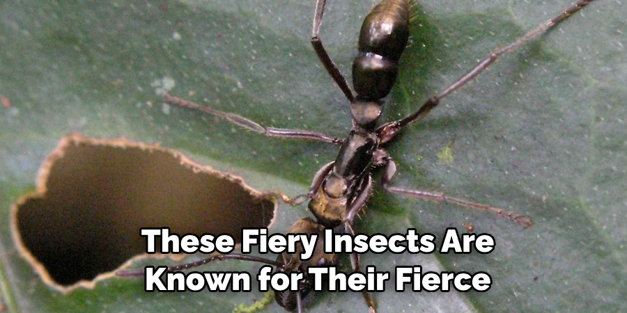 These Fiery Insects Are Known for Their Fierce