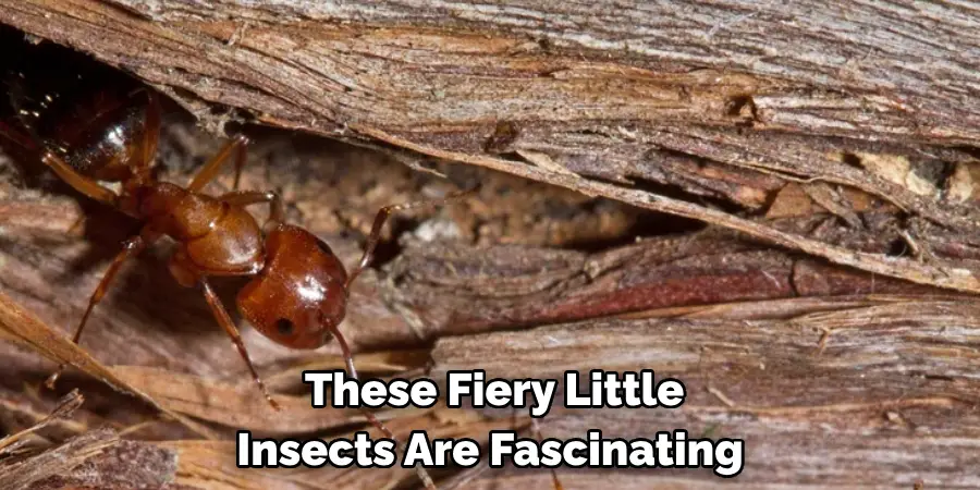 These Fiery Little Insects Are Fascinating