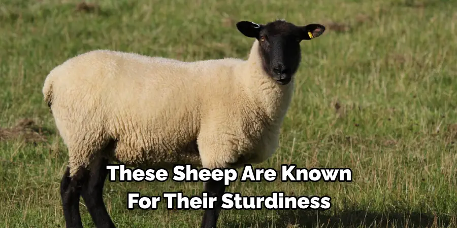 These Sheep Are Known 
For Their Sturdiness