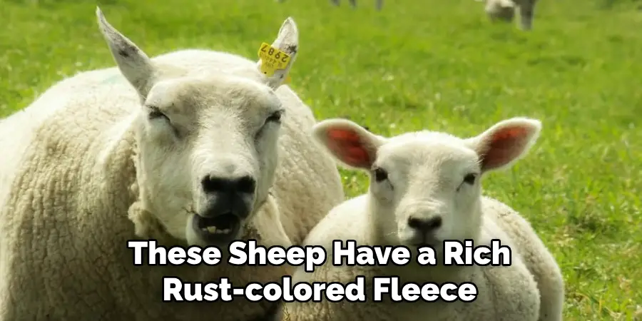 These Sheep Have a Rich
Rust-colored Fleece