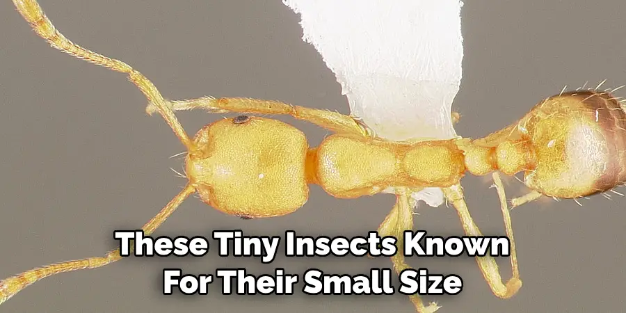 These Tiny Insects Known 
For Their Small Size