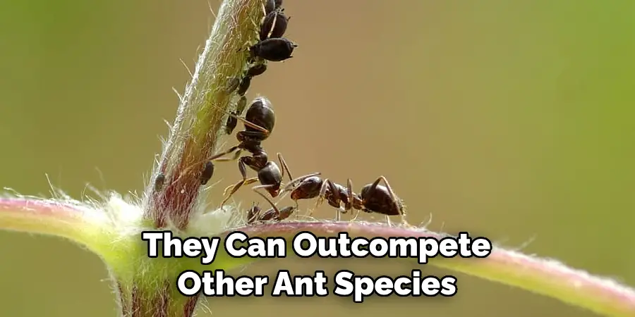 They Can Outcompete Other Ant Species
