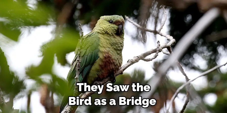 They Saw the Bird as a Bridge