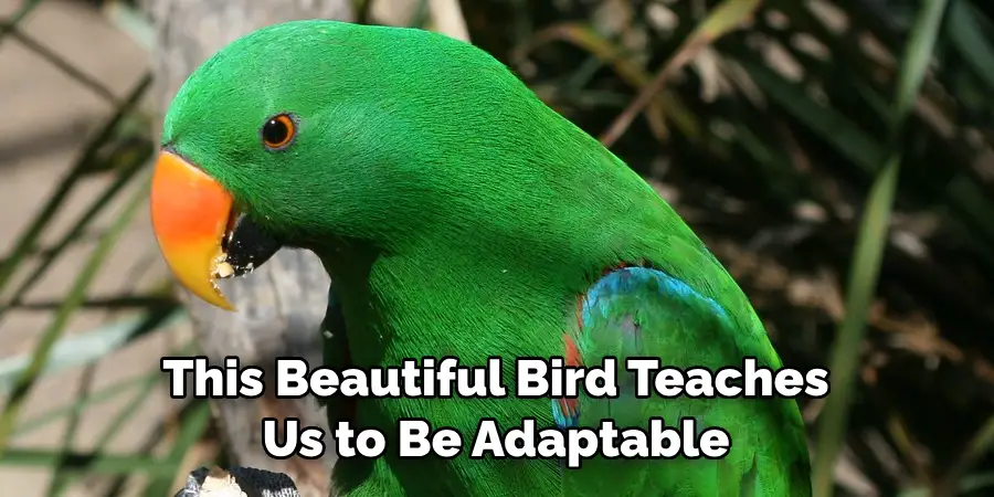 This Beautiful Bird Teaches Us to Be Adaptable