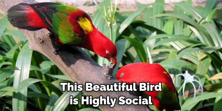 This Beautiful Bird is Highly Social