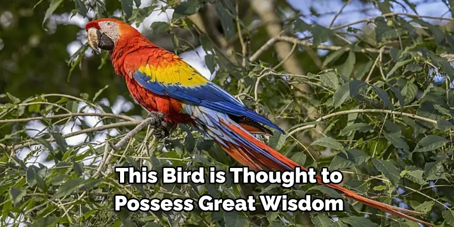 This Bird is Thought to Possess Great Wisdom