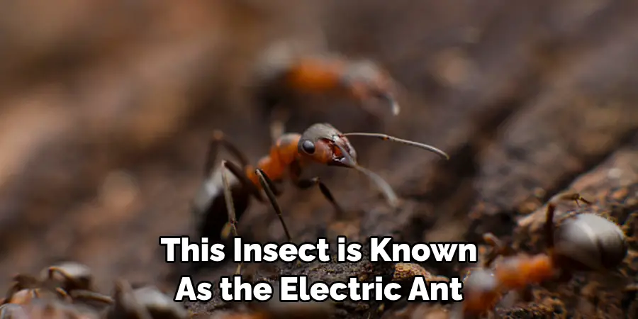 This Insect is Known As the Electric Ant