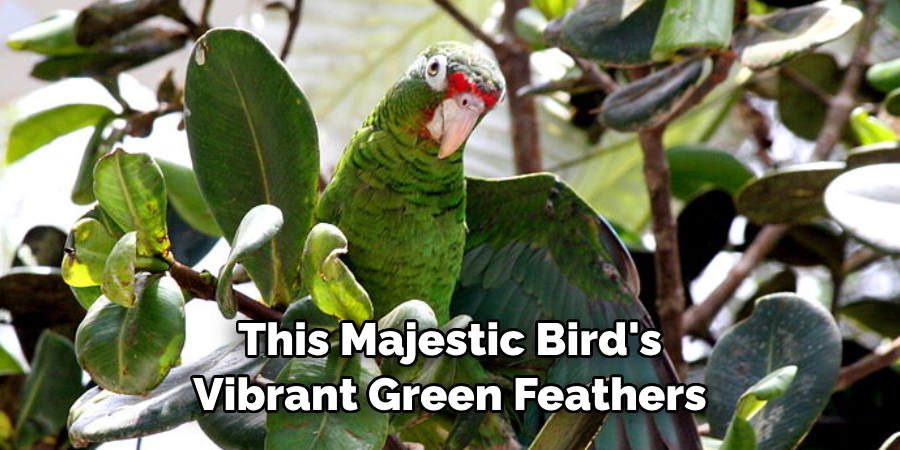 This Majestic Bird's Vibrant Green Feathers