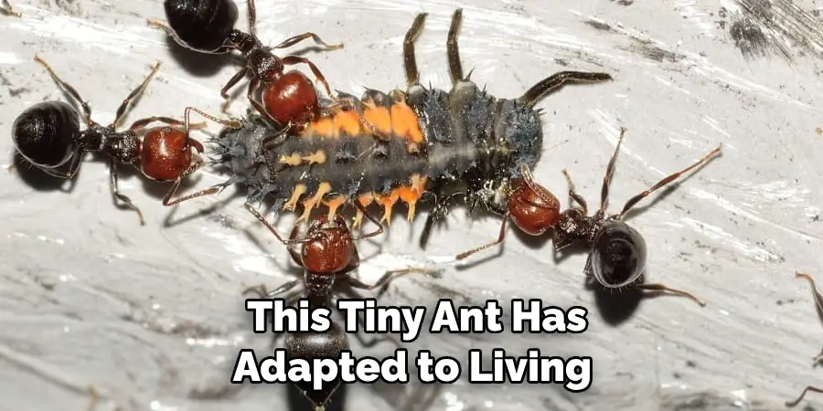 This Tiny Ant Has Adapted to Living