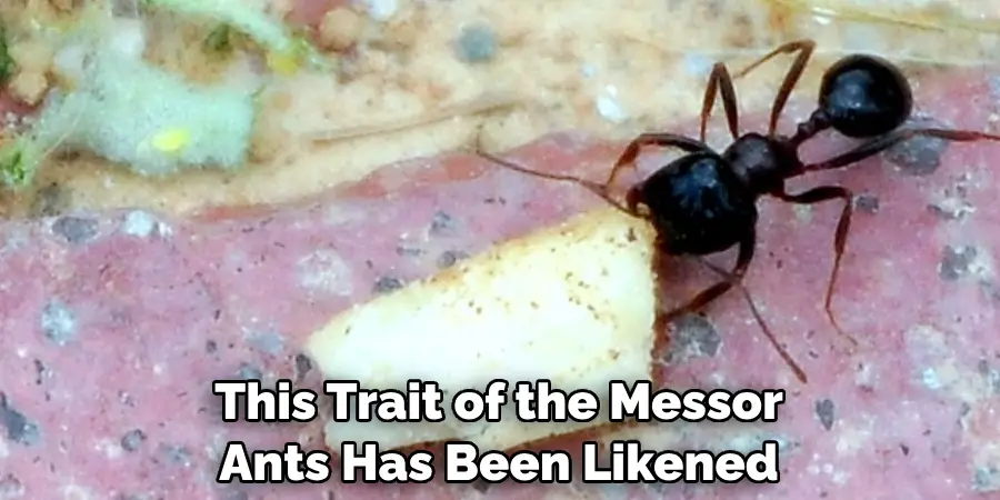 This Trait of the Messor Ants Has Been Likened