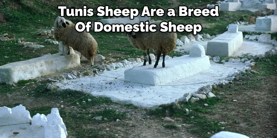 Tunis Sheep Are a Breed 
Of Domestic Sheep