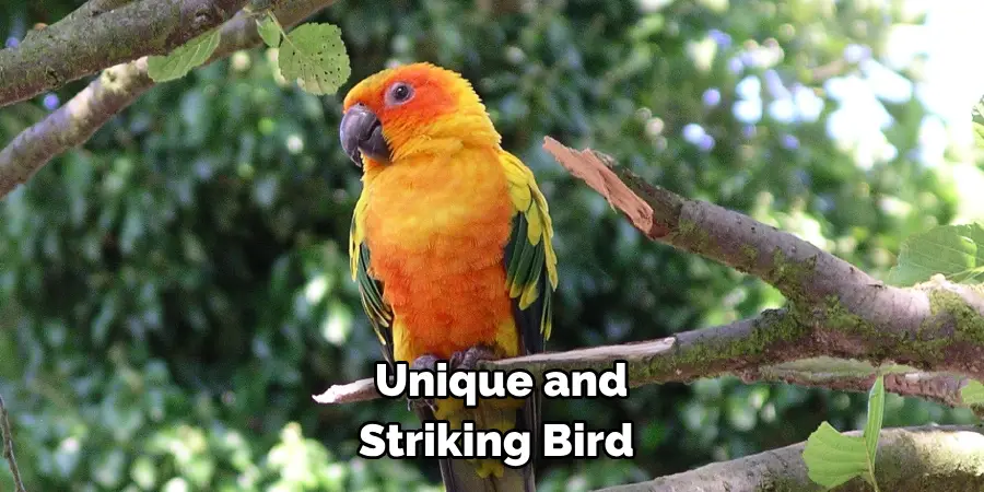 Unique and Striking Bird