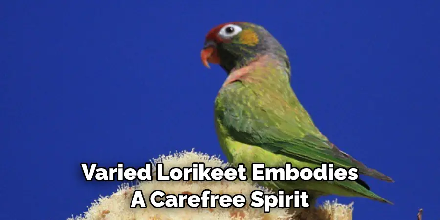 Varied Lorikeet Embodies A Carefree Spirit