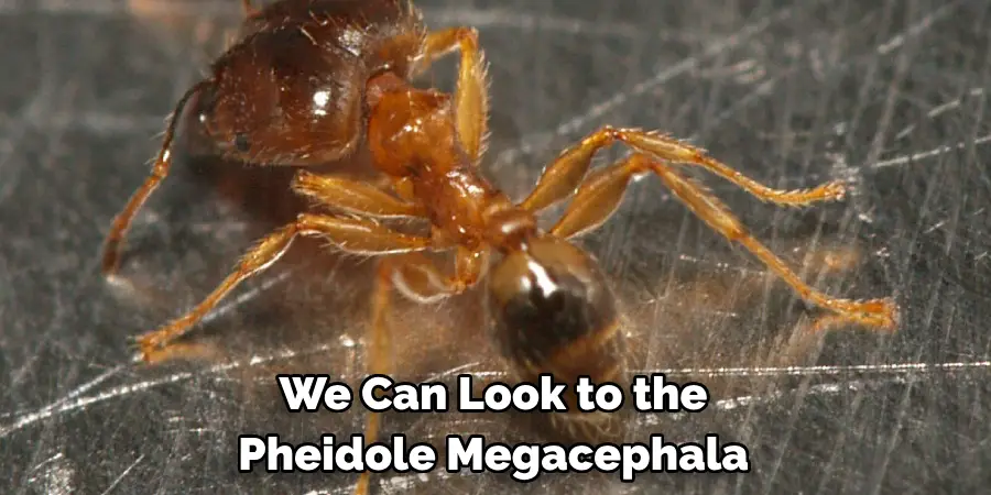 We Can Look to the 
Pheidole Megacephala