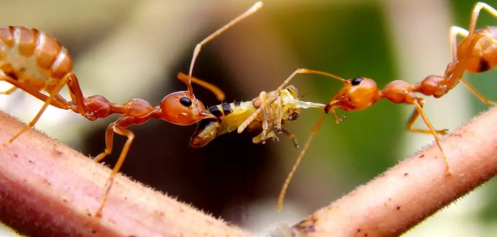 Weaver Ant Spiritual Meaning