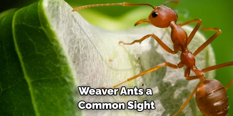 Weaver Ants, a Common Sight